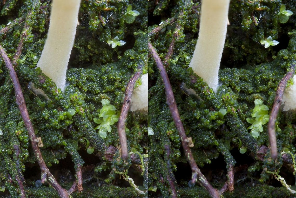 Lichenomphalia umbellifera, close look at thallus The tiny green balls are clusters of the green alga, Coccomyxa.  These are enveloped by the hyphal threads that produce these mushrooms. Basidiomycota,Fungi,Geotagged,Green algae,Lichen,Lichenomphalia umbellifera,Stereo photo,United States