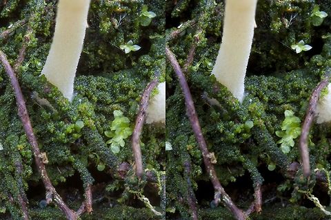 Lichenomphalia umbellifera, close look at thallus The tiny green balls are clusters of the green alga, Coccomyxa.  These are enveloped by the hyphal threads that produce these mushrooms. Basidiomycota,Fungi,Geotagged,Green algae,Lichen,Lichenomphalia umbellifera,Stereo photo,United States