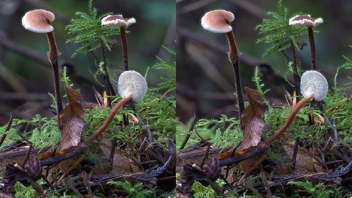 Auriscalpium vulgare Auriscalpium vulgare is a species occasionally found on decomposing Douglas fir and other cones. Common name is  &quot;ear pick fungus&quot; because the shape of the mushroom is reminiscent of antique, silver spoons used to scoop out ear wax. Auriscalpium vulgare,Fungi,Geotagged,Mushroom,Pinecone mushroom,Saprobe,Stereo photo,United States