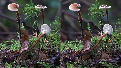 Auriscalpium vulgare Auriscalpium vulgare is a species occasionally found on decomposing Douglas fir and other cones. Common name is  "ear pick fungus" because the shape of the mushroom is reminiscent of antique, silver spoons used to scoop out ear wax. Auriscalpium vulgare,Fungi,Geotagged,Mushroom,Pinecone mushroom,Saprobe,Stereo photo,United States