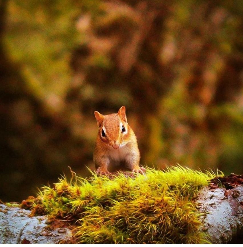 nature Little guy looking for treats  Eastern chipmunk,Fall,Geotagged,Tamias striatus,United States