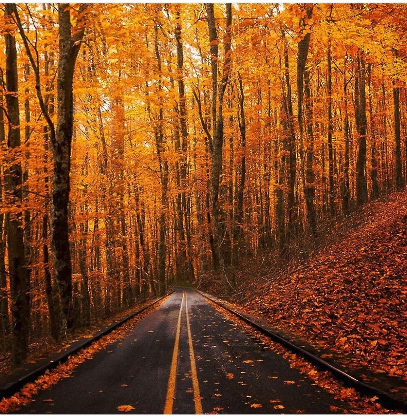 Nature's Beauty Falls in New Hampshire Acer macrophyllum,Bigleaf maple,Fall,Geotagged,United States