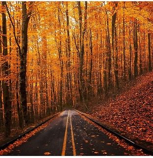 Nature's Beauty Falls in New Hampshire Acer macrophyllum,Bigleaf maple,Fall,Geotagged,United States