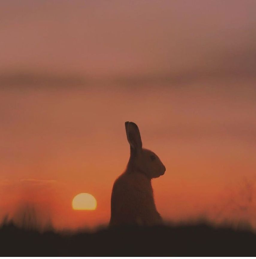 Almost time for Bed !!!! Little wild Rabbit looking out at Sunset  European Rabbit,Fall,Geotagged,Oryctolagus cuniculus,United States