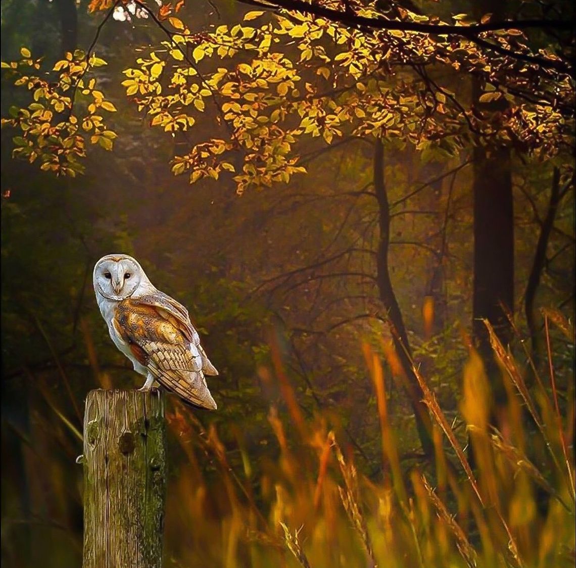 I see u This beautiful barn owl was looking at a little mouse far away !!! Barn Owl,Barn owl,Geotagged,Tyto alba,United States