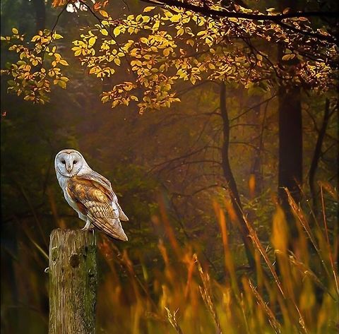 I see u This beautiful barn owl was looking at a little mouse far away !!! Barn Owl,Barn owl,Geotagged,Tyto alba,United States