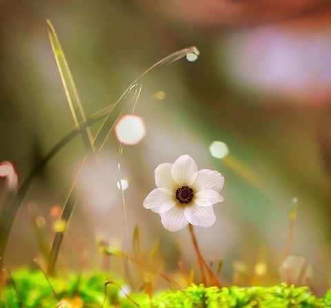 Life This little flower was at the flower shop yesterday and definitely got my attention:) United States,flower