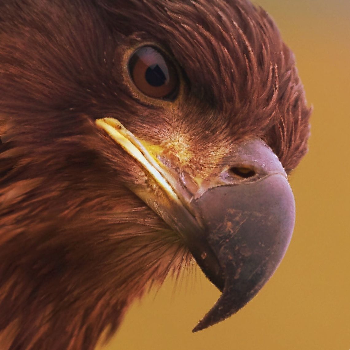 White-tailed eagle White-tailed eagle in the rain Aquila chrysaetos,Geotagged,Golden Eagle,United States,bird,eagle