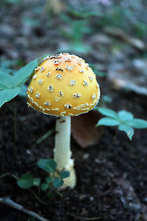 Yellow-orange Fly Agaric Mushroom Sprouting up in the woods is a Yellow-orange Fly Agaric Mushroom (Amanita muscaria var. guessowii) at the Bill Mason Centre, Dunrobin, Ontario, Canada. Amanita muscaria var. guessowii,American Eastern Yellow Fly Agaric,Bill Mason Centre,Canada,Dunrobin,Geotagged,Ontario,Summer,Yellow-orange Fly Agaric Mushroom,fungi