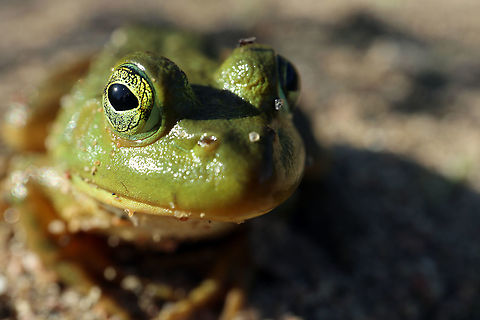 American Bullfrog Peacefully sitting on a bank of a sandy lake is a American Bullfrog (Lithobates catesbeianus) at the Bill Mason Centre, Dunrobin, Ottawa, Ontario, Canada. American Bullfrog,Bill Mason Centre,Canada,Dunrobin,Geotagged,Lithobates catesbeianus,Ontario,Ottawa,Summer,amphibian