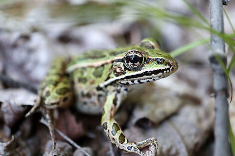 Northern Leopard Frog More inland can be found the Northern Leopard Frog (Lithobates pipiens) at the Bill Mason Centre, Dunrobin, Ottawa, Ontario, Canada. Bill Mason Centre,Canada,Dunrobin,Geotagged,Lithobates pipiens,Northern Leopard Frog,Northern leopard frog,Ontario,Ottawa,Summer,amphibian