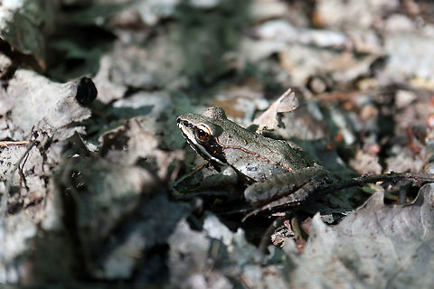 Wood Frog Found in the woods amongst the leaf littler is the Wood Frog (Lithobates sylvaticus) at the Bill Mason Centre, Dunrobin, Ottawa, Ontario, Canada. Bill Mason Centre,Canada,Dunrobin,Geotagged,Lithobates sylvaticus,Ontario,Ottawa,Summer,Wood Frog,Wood frog,amphibian