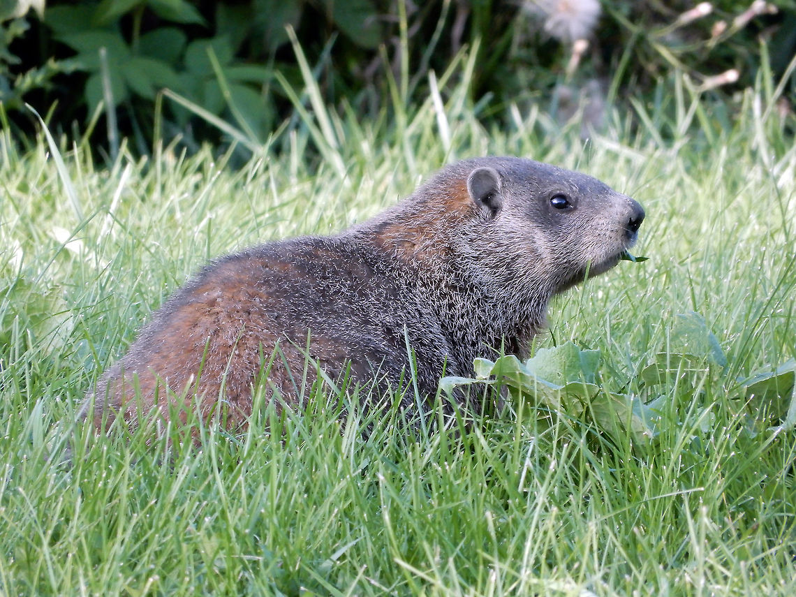 Groundhog Enjoying munching on the grass is a Groundhog (Marmota monax) Kanata, Ontario, Canada. Canada,Geotagged,Groundhog,Kanata,Marmota monax,Ontario,Summer,mammal,rodent