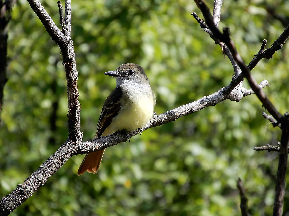 Great Crested Flycatcher Perched in the Staghorn Sumac tree is a Great Crested Flycatcher (Myiarchus crinitus) on the ridge at the Britannia Conservation Area, Mud Lake, Ottawa, Ontario, Canada. Britannia Conservation Area,Canada,Geotagged,Great Crested Flycatcher,Mud Lake,Myiarchus crinitus,Ontario,Ottawa,Summer,bird