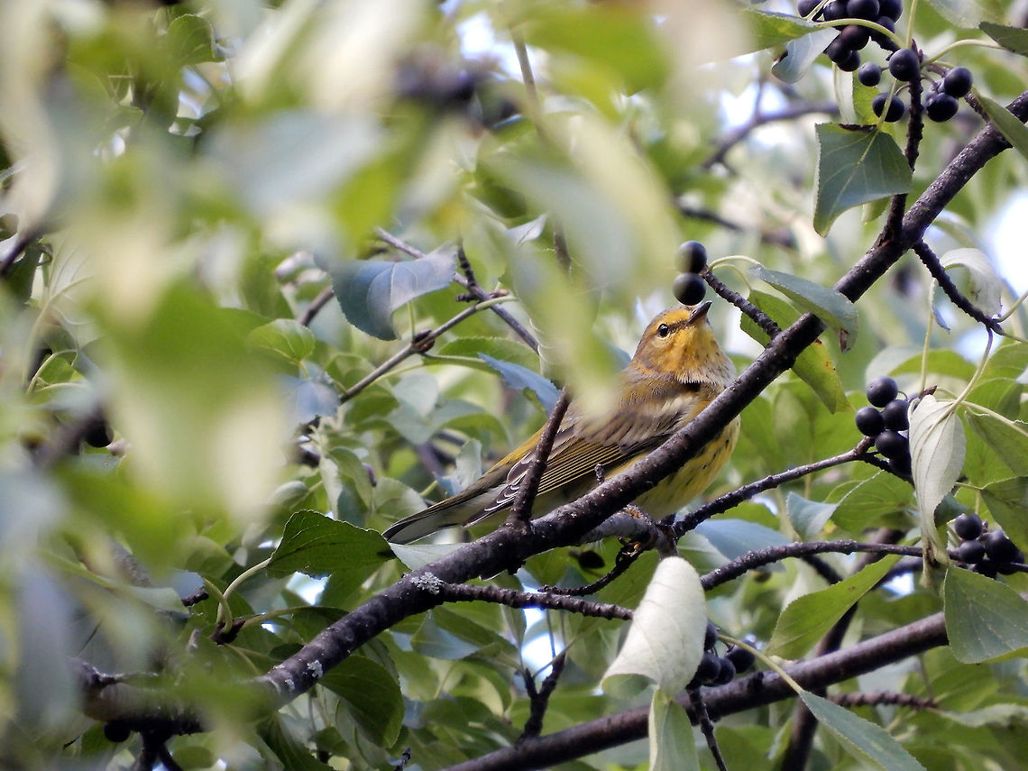 Cape May Warbler Tucked away in the berry tree along the shores of the Ottawa River, a Cape May Warbler (Setophaga tigrina) is found at the Britannia Conservation Area, Mud Lake, Ottawa, Ontario, Canada. Britannia Conservation Area,Canada,Cape May Warbler,Geotagged,Mud Lake,Ontario,Ottawa,Setophaga tigrina,Summer,bird