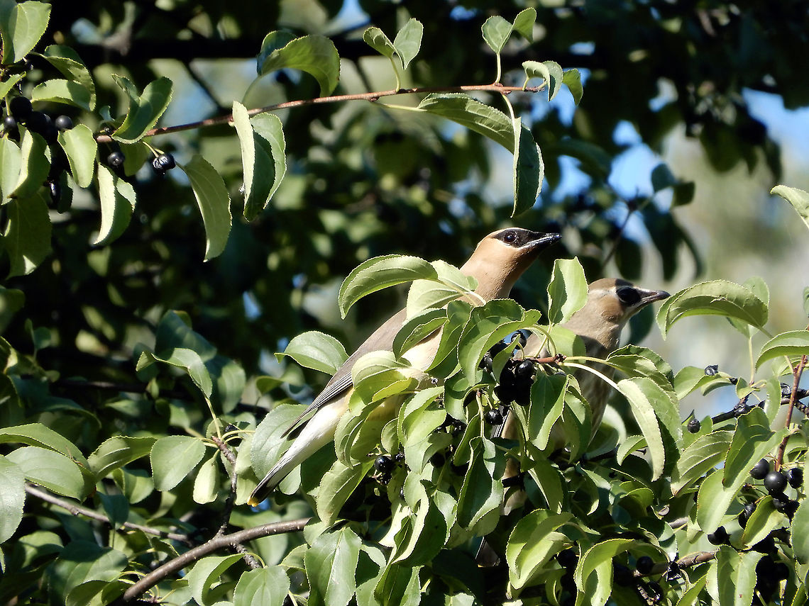 Cedar Waxwings A flock of young Cedar Waxwings (Bombycilla cedrorum) visit the ridge along the Ottawa River, Britannia Conservation Area, Mud Lake, Ottawa, Ontario, Canada. Bombycilla cedrorum,Britannia Conservation Area,Canada,Cedar Waxwing,Cedar Waxwings,Geotagged,Mud Lake,Ontario,Ottawa,Ottawa River,Summer,birds