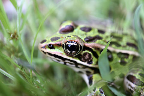 Northern Leopard Frog Found in a grassy clearing next to the Ottawa River was a Northern Leopard Frog (Lithobates pipiens) at the Britannia Conservation Area, Mud Lake, Ottawa, Ontario, Canada. Britannia Conservation Area,Canada,Geotagged,Lithobates pipiens,Mud Lake,Northern Leopard Frog,Northern leopard frog,Ontario,Ottawa,Summer,amphibian