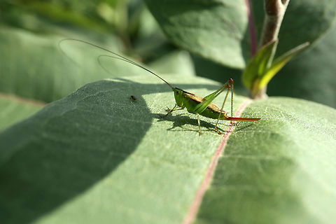 Slender Meadow Katydid Just hanging out on Common Milkweed is a Slender Meadow Katydid (Conocephalus fasciatus) at the Marlborough Forest, Ottawa, Ontario, Canada. I am told this is a female due to the elongated and blade-like ovipositor. Canada,Conocephalus fasciatus,Geotagged,Marlborough Forest,Ontario,Ottawa,Slender Meadow Katydid,Summer,insect
