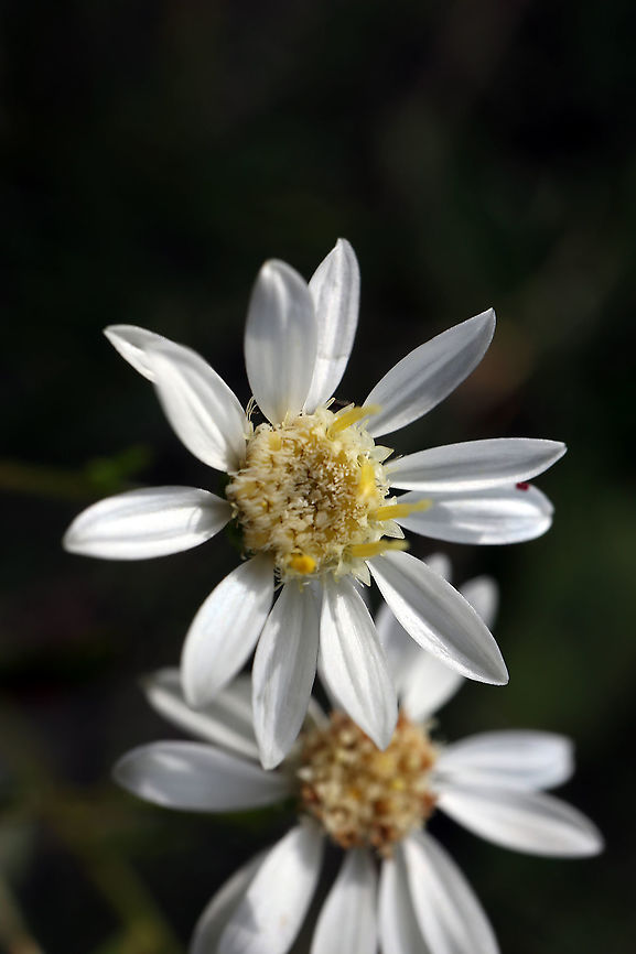 Upland White Aster The fields were in bloom with many Asters including the Upland White Aster (Solidago ptarmicoides) at the Marlborough Forest, Ottawa, Ontario, Canada. Canada,Geotagged,Marlborough Forest,Ontario,Ottawa,Solidago ptarmicoides,Summer,United States,Upland White Aster,flower,plant