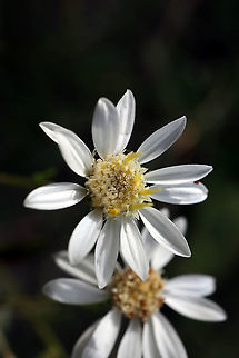 White Flat-topped Goldenrod
