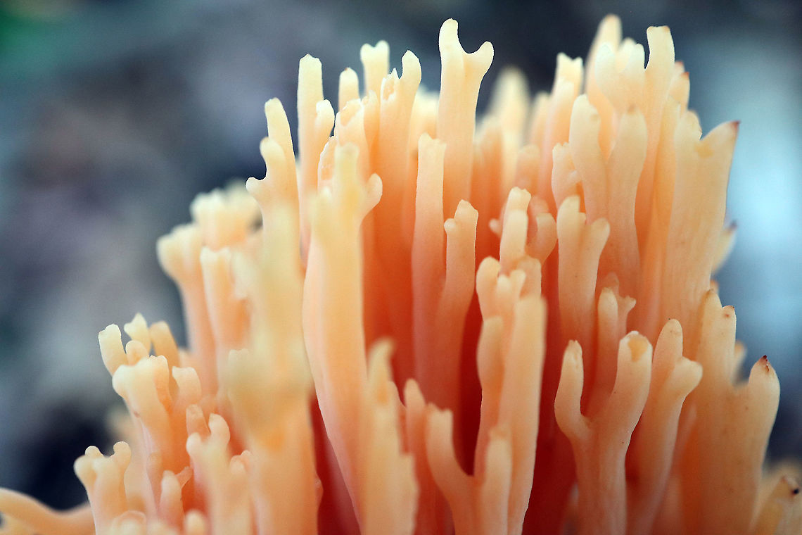 Upright Coral Fungus The woods was littered with large clumps of Upright Coral Fungus (Ramaria stricta) Alleyn-et-Cawood, Qu&eacute;bec, Canada. I haven&#039;t seen so many mushrooms in a long time. Alleyn-et-Cawood,Canada,Geotagged,Québec,Ramaria striccta,Ramaria stricta,Summer,Upright Coral Fungus,mushroom