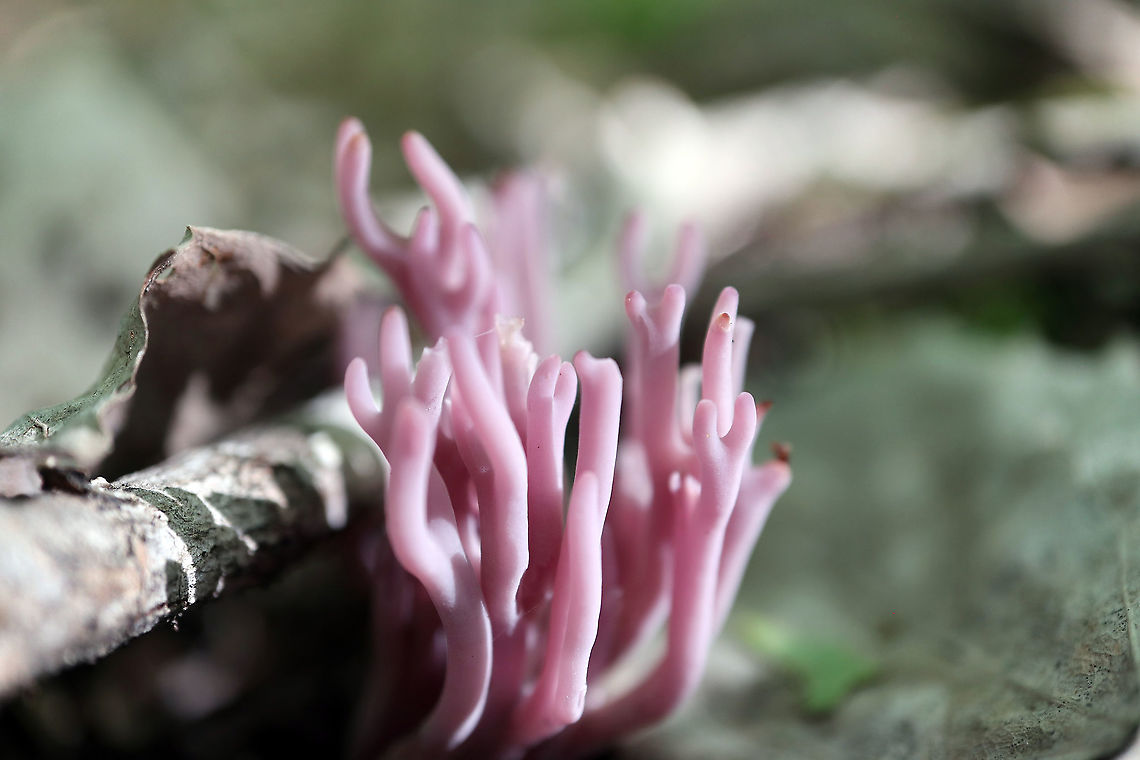 Violet Coral Fungus Sprouting from under the leaf litter was the beautiful Violet Coral Fungus (Clavaria zollingeri) Alleyn-et-Cawood, Qu&eacute;bec, Canada. Alleyn-et-Cawood,Canada,Clavaria zollingeri,Geotagged,Québec,Summer,Violet Coral,Violet Coral Fungus,mushroom