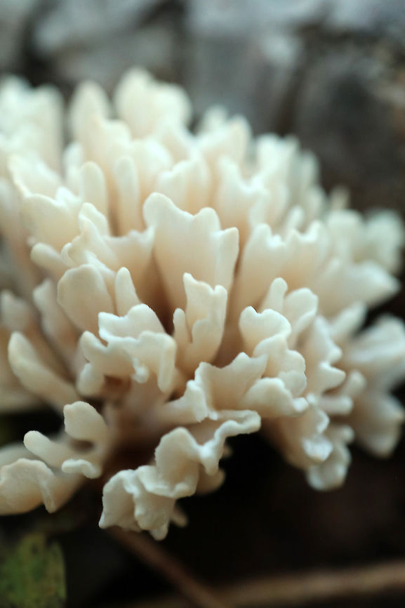 False Coral Fungus Looking like a coral mushroom is the False Coral Fungus (Tremellodendron schweinitzii) Alleyn-et-Cawood, Qu&eacute;bec, Canada. Alleyn-et-Cawood,Canada,False Coral,False Coral Fungus,Geotagged,Québec,Summer,Tremellodendron schweinitzii,fungi