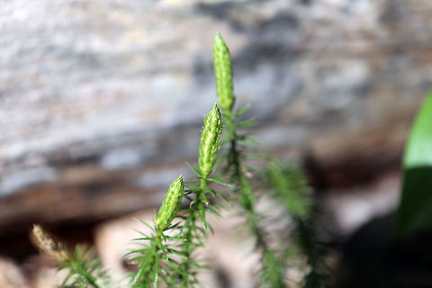 Stag's-horn Clubmoss Branching out all along the forest floor was the Stag's-horn Clubmoss (Lycopodium clavatum) Alleyn-et-Cawood, Québec, Canada. Alleyn-et-Cawood,Canada,Geotagged,Lycopodium clavatum,Québec,Stag's-horn Clubmoss,Summer