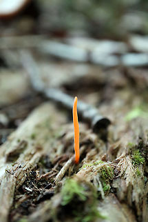 Handsome Club Fungus Little bright orange horns sprouting from the forest floor are the Handsome Club Fungus (Clavulinopsis laeticolor) Alleyn-et-Cawood, Qu&eacute;bec, Canada. Alleyn-et-Cawood,Canada,Clavulinopsis laeticolor,Geotagged,Handsome Club,Handsome Club Fungus,Qu&eacute;bec,Summer,mushroom