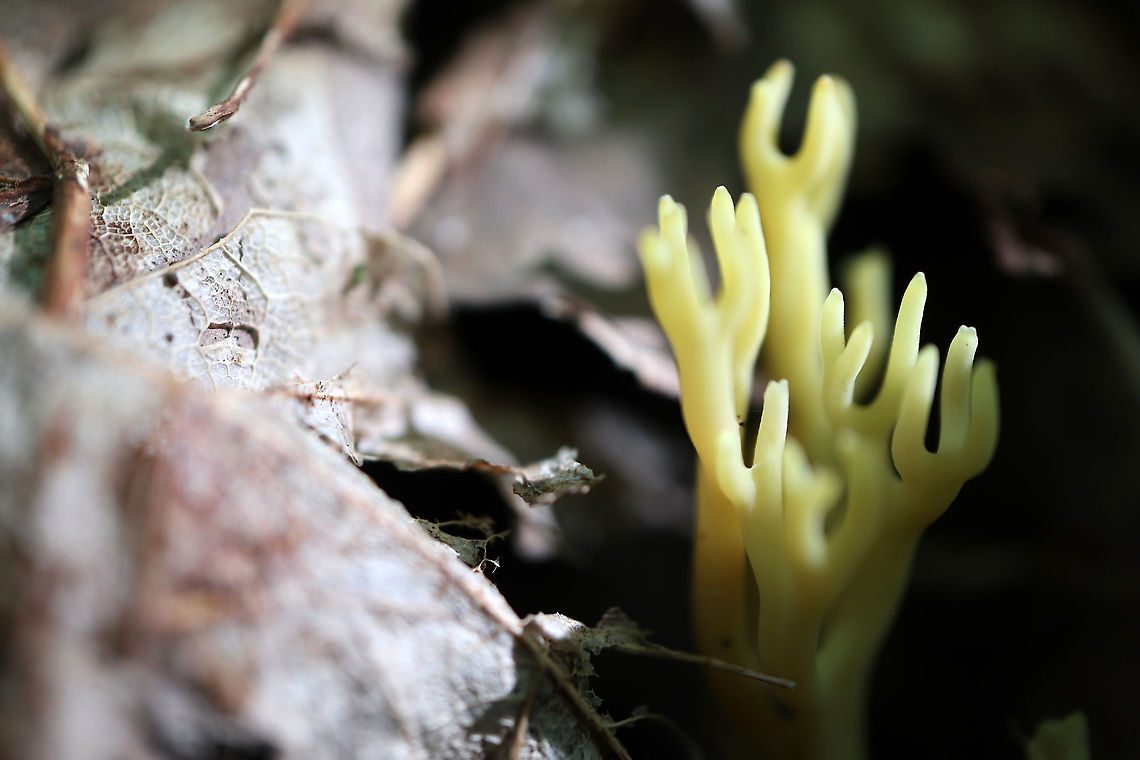Jelly-Antler Fungus Yellow antlers sprouting from the ground are Jelly-Antler Fungus (Calocera viscosa) Alleyn-et-Cawood, Qu&eacute;bec, Canada. Alleyn-et-Cawood,Calocera viscosa,Canada,Geotagged,Jelly-Antler Fungus,Québec,Summer,Yellow stagshorn,mushroom