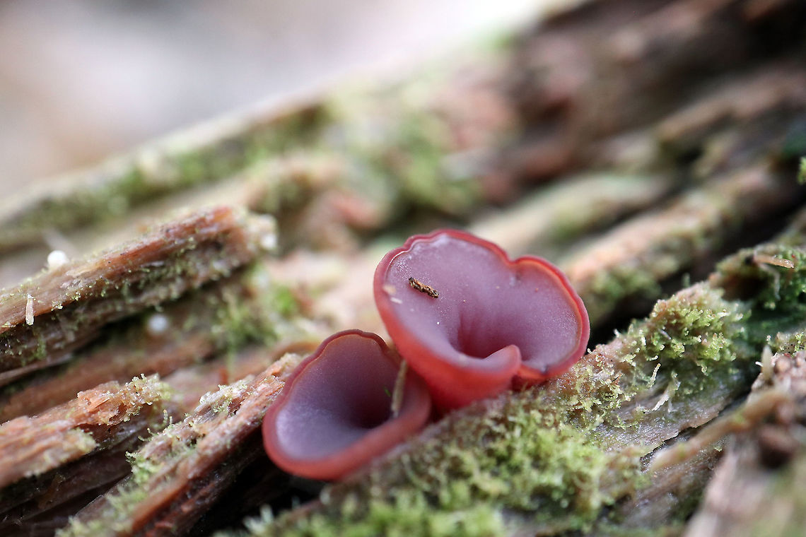 Jelly Drops Fungus On a decaying log in the damp woods the small Jelly Drops Fungus (Ascocoryne cylichnium) Alleyn-et-Cawood, Qu&eacute;bec, Canada. Alleyn-et-Cawood,Ascocoryne cylichnium,Canada,Geotagged,Jelly Drops Fungus,Québec,Summer,mushrooms