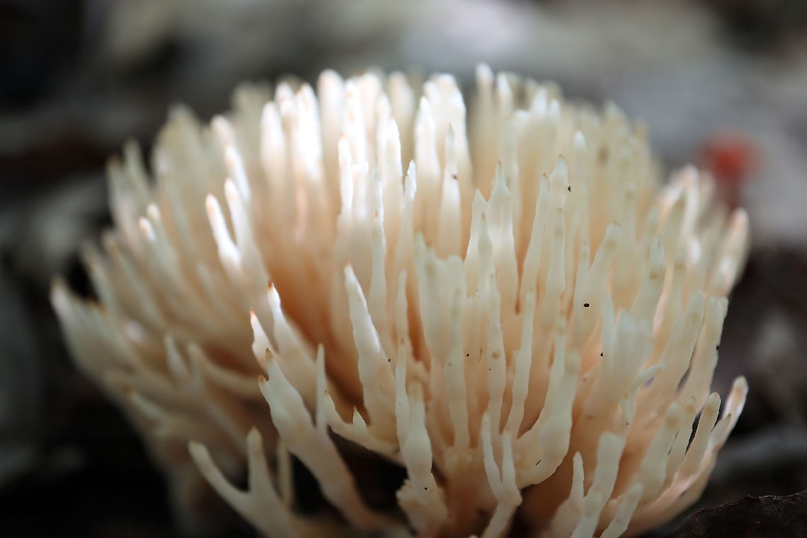 Jellied False Coral Fungus Very sharp spiky mushroom is the Jellied False Coral Fungus (Sebacina schweinitzii) Alleyn-et-Cawood, Qu&eacute;bec, Canada. Alleyn-et-Cawood,Canada,False Coral,Geotagged,Jellied False Coral Fungus,Québec,Sebacina schweinitzii,Summer,mushroom