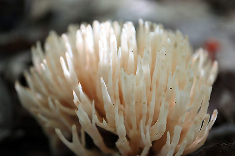Jellied False Coral Fungus Very sharp spiky mushroom is the Jellied False Coral Fungus (Sebacina schweinitzii) Alleyn-et-Cawood, Québec, Canada. Alleyn-et-Cawood,Canada,False Coral,Geotagged,Jellied False Coral Fungus,Québec,Sebacina schweinitzii,Summer,mushroom