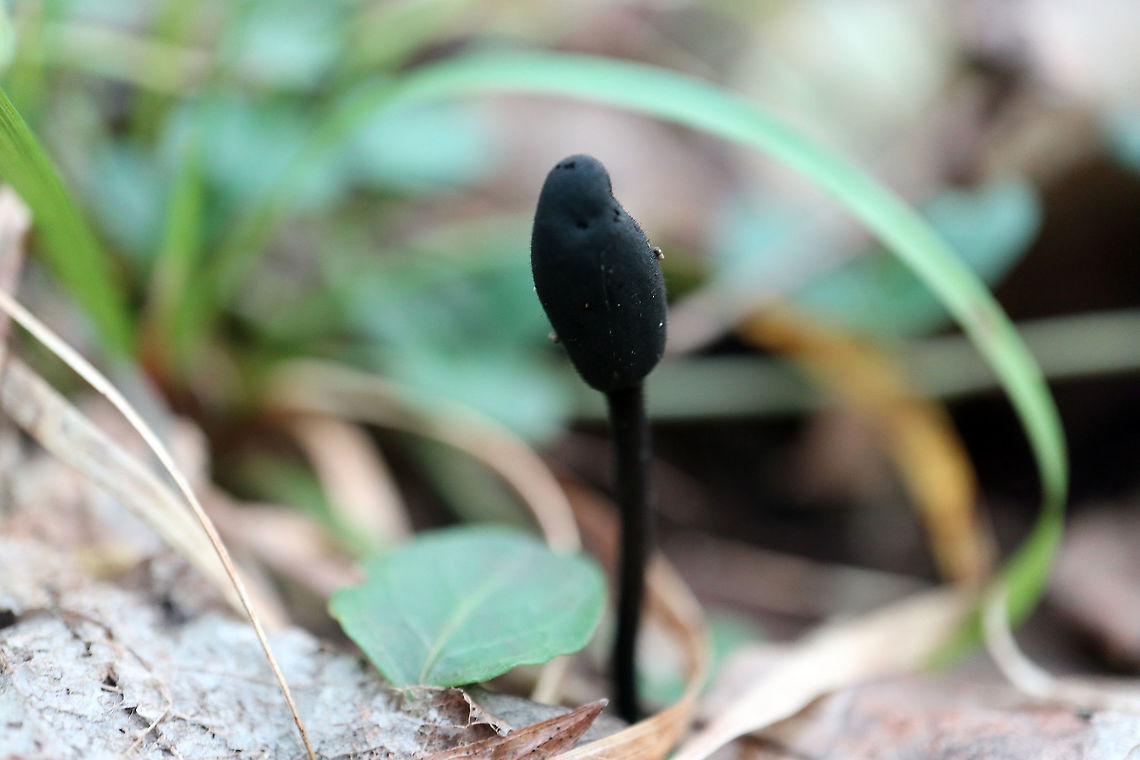 Hairy Earthtongue Fungus Looking like a little saddle sticking out of the ground are the Hairy Earthtongue Fungus (Trichoglossum hirsutum) Alleyn-et-Cawood, Qu&eacute;bec, Canada. Alleyn-et-Cawood,Black earth tongues,Canada,Geotagged,Hairy Earthtongue Fungus,Québec,Summer,Trichoglossum hirsutum,mushroom