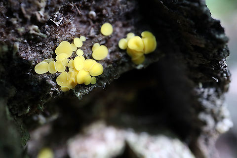 Lemon Disco Fungus On the end off a decaying log the bright spots of Lemon Disco Fungus (Bisporella citrina) Alleyn-et-Cawood, Québec, Canada. Alleyn-et-Cawood,Bisporella citrina,Canada,Geotagged,Lemon Disco Fungu,Québec,Summer,mushrooms