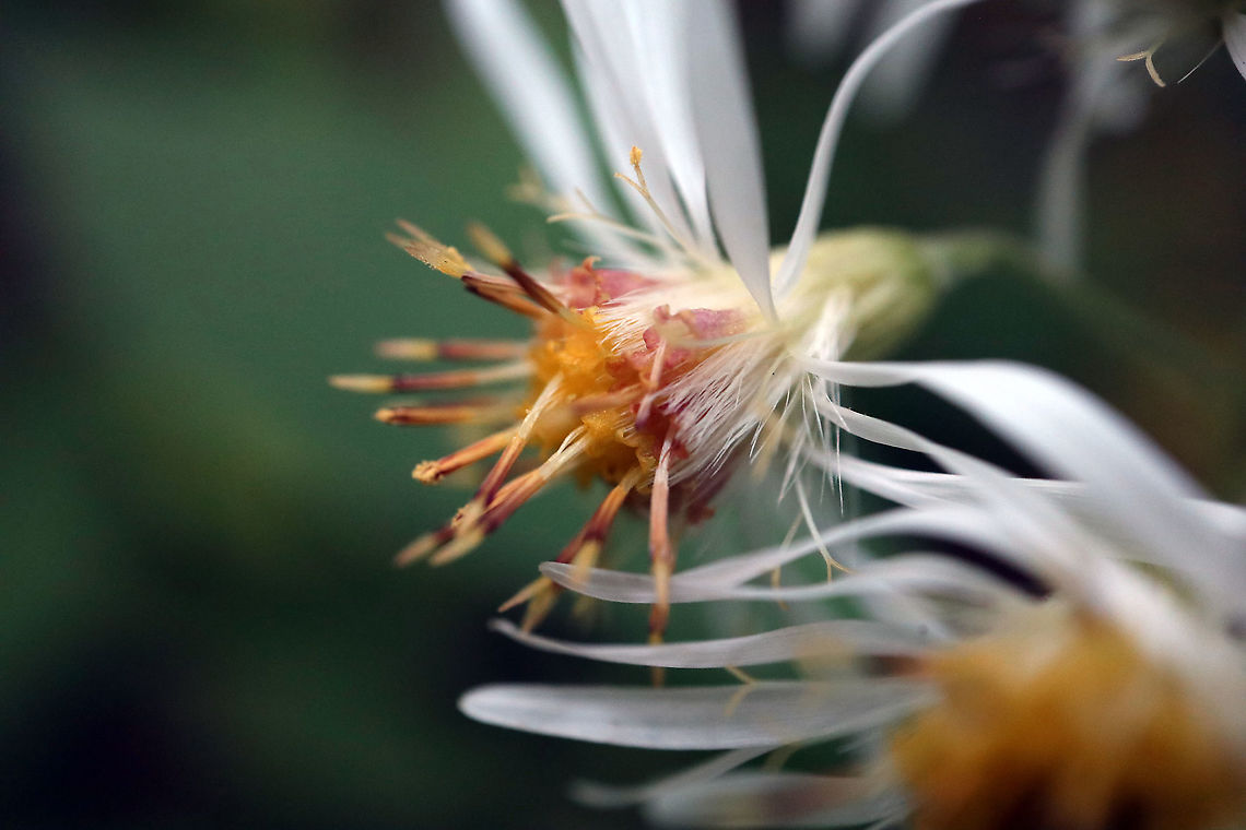 Whorled Wood Aster Found in the woods is the Whorled Wood Aster (Oclemena acuminata) Alleyn-et-Cawood, Qu&eacute;bec, Canada. Alleyn-et-Cawood,Canada,Geotagged,Oclemena acuminata,Oclemena nemoralis,Qu&eacute;bec,Summer,Whorled Wood Aster,flower,plant
