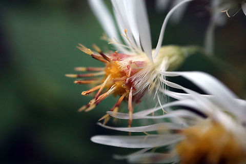 Whorled Wood Aster Found in the woods is the Whorled Wood Aster (Oclemena acuminata) Alleyn-et-Cawood, Qu&eacute;bec, Canada. Alleyn-et-Cawood,Canada,Geotagged,Oclemena acuminata,Oclemena nemoralis,Qu&eacute;bec,Summer,Whorled Wood Aster,flower,plant