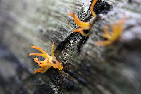 Club-like Tuning Fork Fungus Little tendrils sprout from a fallen log by the edge of the woods it the Club-like Tuning Fork (Calocera cornea) Alleyn-et-Cawood, Québec, Canada. Alleyn-et-Cawood,Calocera cornea,Canada,Club-like Tuning Fork Fungi,Geotagged,Québec,Summer,mushrooms