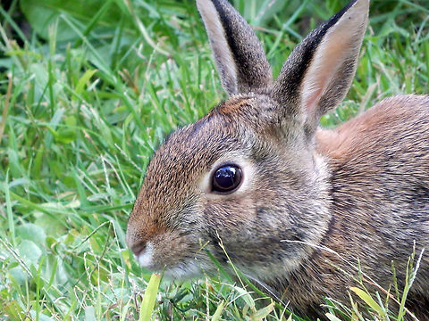 Eastern Cottontail Content munching on the grass and finding a large marsh home is this Eastern Cottontail (Sylvilagus floridanus) st the Cooper Marsh Conservation Area, Ontario, Canada. Canada,Cooper Marsh Conservation Area,Eastern Cottontail,Eastern cottontail,Fall,Geotagged,Ontario,Sylvilagus floridanus,bunny,mammal,rabbit