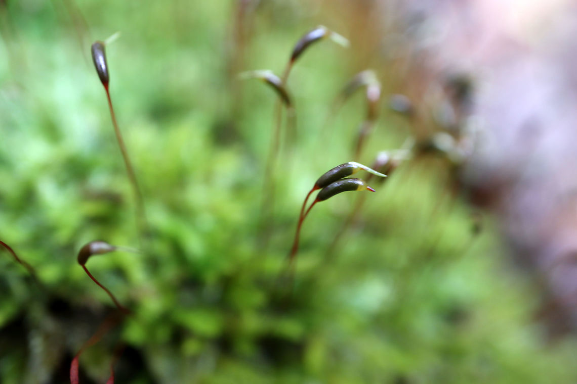 Moss Moss fruiting Bodies (Brachythecium rutbulum) on the forest floor on the Centennial Ridges Trail, Algonquin Provincial Park, Ontario, Canada. Algonquin Provincial Park,Brachythecium rutabulum,Brachythecium rutbulum,Canada,Centennial Ridges Trail,Fall,Geotagged,Moss fruiting Bodies,Ontario,Rough-stalked Feather-Moss