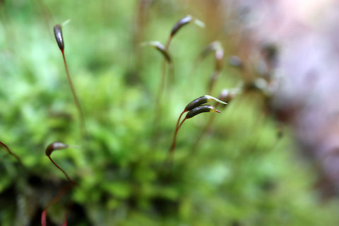 Moss Moss fruiting Bodies (Brachythecium rutbulum) on the forest floor on the Centennial Ridges Trail, Algonquin Provincial Park, Ontario, Canada. Algonquin Provincial Park,Brachythecium rutabulum,Brachythecium rutbulum,Canada,Centennial Ridges Trail,Fall,Geotagged,Moss fruiting Bodies,Ontario,Rough-stalked Feather-Moss