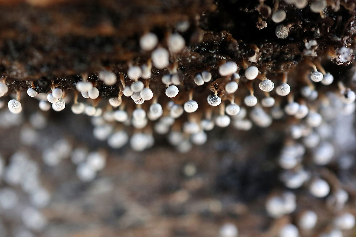 Slime Mould A large colony of on a decaying log is a Slime Mould (Physarum pusillum) on the Centennial Ridges Trail, Algonquin Provincial Park, Ontario, Canada. Algonquin Provincial Park,Canada,Centennial Ridges Trail,Fall,Geotagged,Non-gill fungi,Ontario,Physarum pusillum,Slime Mould