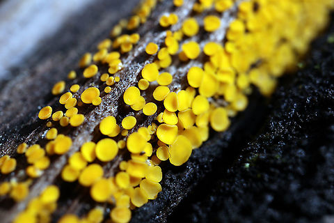 Lemon Disco Fungus On a decaying log the colourful Lemon Disco Fungus (Bisporella citrina) on the Centennial Ridges Trail, Algonquin Provincial Park, Ontario, Canada. Algonquin Provincial Park,Bisporella citrina,Canada,Centennial Ridges Trail,Fall,Geotagged,Lemon Disco,Lemon Disco Fungus,Ontario,mushroom