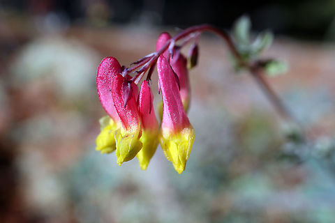 Harlequin Corydalis/Rock Harlequin Harlequin Corydalis/Rock Harlequin (Capnoides sempervirens) High on the ridge I came across this flower that is similar to a Columbine. Centennial Ridges Trail, Algonquin Provincial Park, Ontario, Canada. Algonquin Provincial Park,Canada,Capnoides sempervirens,Centennial Ridges Trail,Fall,Geotagged,Harlequin Corydalis,Ontario,Pink corydalis,Rock Harlequin,flower,plant