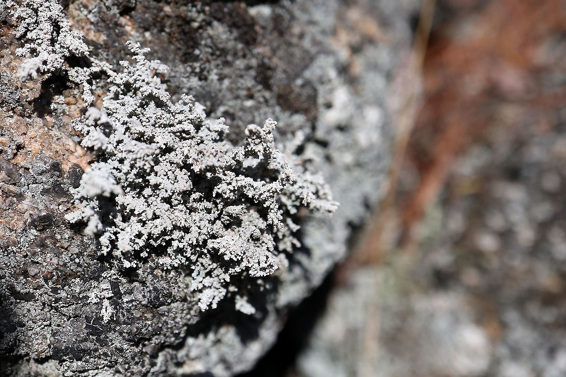 Rock Foam Lichen Spotting the rocks on the ridge is Rock Foam Lichen (Stereocaulon saxatile) Centennial Ridges Trail, Algonquin Provincial Park, Ontario, Canada. Algonquin Provincial Park,Canada,Centennial Ridges Trail,Fall,Geotagged,Ontario,Rock Foam Lichen,Stereocaulon saxatile