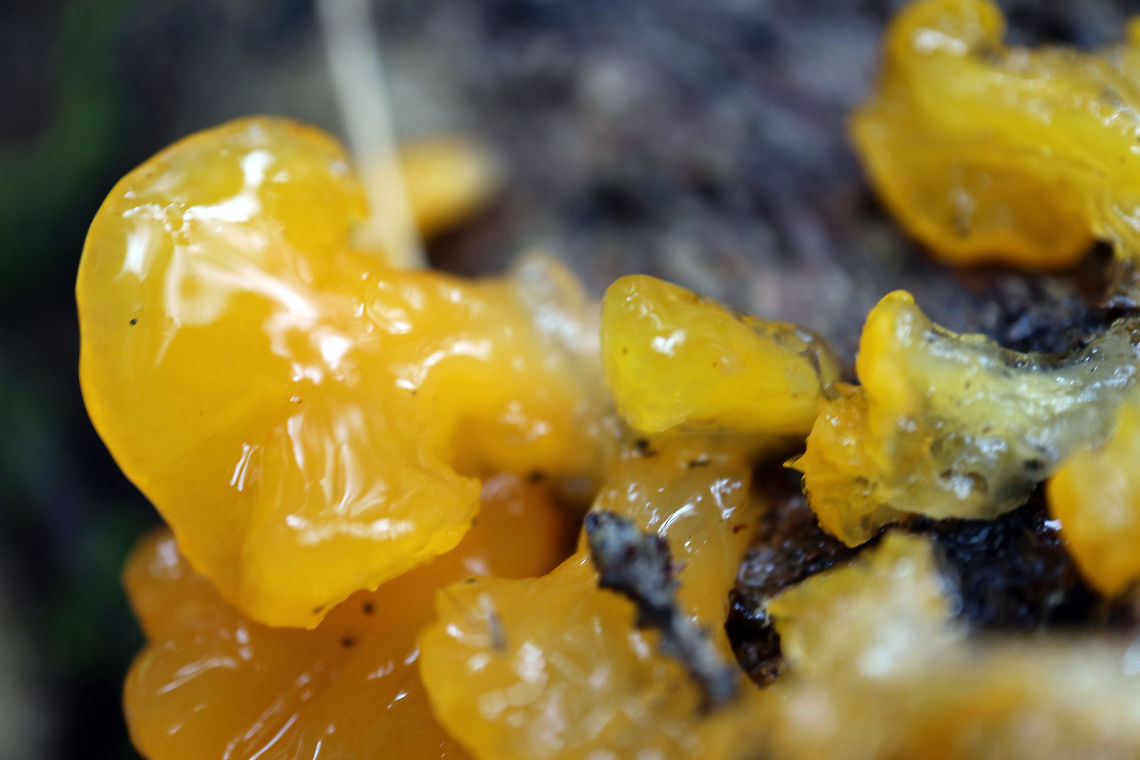 Orange Jelly Fungus On a decaying log is found Orange Jelly Fungus (Dacrymyces palmatus) Two Rivers Trail, Algonquin Provincial Park, Ontario, Canada. Algonquin Provincial Park,Canada,Dacrymyces chrysospermus,Dacrymyces palmatus,Fall,Geotagged,Ontario,Orange Jelly Fungus,Two Rivers Trail,fungi,mushrooms