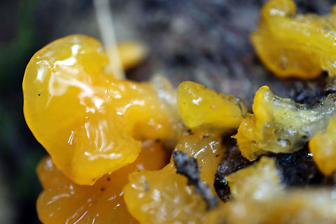 Orange Jelly Fungus On a decaying log is found Orange Jelly Fungus (Dacrymyces palmatus) Two Rivers Trail, Algonquin Provincial Park, Ontario, Canada. Algonquin Provincial Park,Canada,Dacrymyces chrysospermus,Dacrymyces palmatus,Fall,Geotagged,Ontario,Orange Jelly Fungus,Two Rivers Trail,fungi,mushrooms