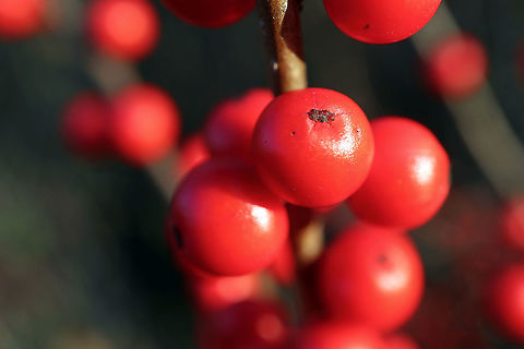 Fruits of Fall Bringing a vibrant colour to the march is Winterberry (Ilex verticillata) Bill Mason Centre, Dunrobin, Ottawa, Ontario, Canada. Bill Mason Centre,Canada,Dunrobin,Fall,Geotagged,Ilex verticillata,Ontario,Ottawa,Winterberry
