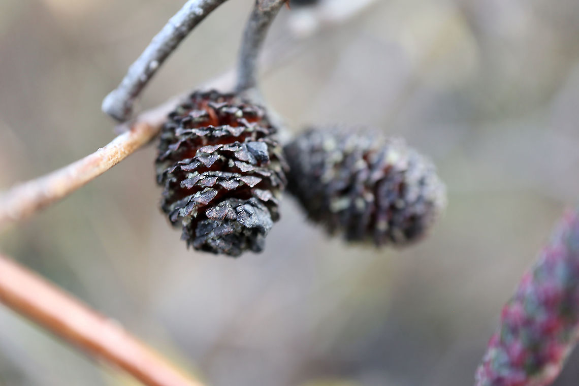 Speckled Alder Catkins A shrub of the marsh is the Speckled Alder (Alnus incana) and these are the female catkins at the Bill Mason Centre, Dunrobin, Ottawa, Ontario, Canada. Alnus incana,Bill Mason Centre,Canada,Dunrobin,Fall,Geotagged,Grey alder,Ontario,Ottawa,Speckled Alder,catkins,plant,shrub,tree