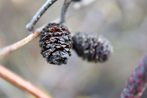 Speckled Alder Catkins A shrub of the marsh is the Speckled Alder (Alnus incana) and these are the female catkins at the Bill Mason Centre, Dunrobin, Ottawa, Ontario, Canada. Alnus incana,Bill Mason Centre,Canada,Dunrobin,Fall,Geotagged,Grey alder,Ontario,Ottawa,Speckled Alder,catkins,plant,shrub,tree